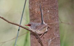 Purple-backed Fairywren